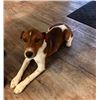 Image 1 : SPORTING INTERNATIONAL/MAPASSA BIG GAME HOUNDS/GOOD MANNERS DOG OBEDIENCE SCHOOL Jack Russell Terrie