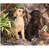 Image 1 : HUNTERS CREEK RETRIEVERS Championship Labrador Retriever Puppy