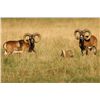 Image 1 : GREAT SPANISH HUNTS 3-Day Hunt for Iberian Mouflon Sheep in Spain for 2 People