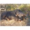 Image 1 : EPIC HUNTING SAFARI 7-day/6-night Cape Buffalo Hunt for one hunter in South Africa