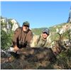 Image 14 : Serbia – Roe Deer or Chamois – Your choice - with Two Touring Days