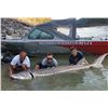 Image 2 : British Columbia - 1 day, Sturgeon Fishing Trip for 3 – River Monsters