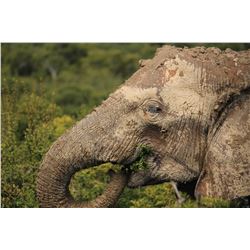 Botswana 14 Day Elephant Hunt - Bill Boycott - Kwatale Safaris