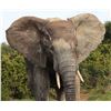 Image 3 : Botswana 14 Day Elephant Hunt - Bill Boycott - Kwatale Safaris
