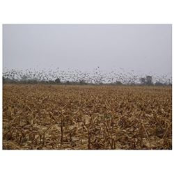 4 Days High Volume Dove Hunting  for 4 hunters in Cordoba – Argentina