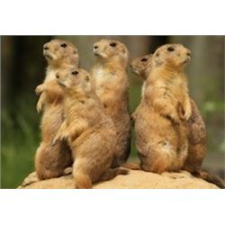 Central Montana Prairie Dog Hunt 2 to 4 Hunters – 3 Days in June / July 2020