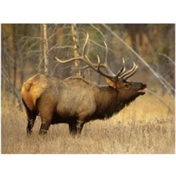 Central Montana 1 Hunter, Fully Guided - Rifle or Archery – Elk & Deer Combo Hunt in 2020