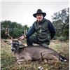 Image 2 : WED-01 Whitetail Deer and Hybrid Sheep Hunt, Texas