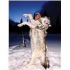 Image 2 : WED-15 Wolf and Coyote Hunt, Alberta