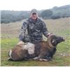 Image 2 : FB-02 Iberian Mouflon or Pyrenean Chamois Hunt for TWO, Spain