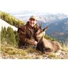 Image 2 : FB-12 Pyrenean or Cantabrian Chamois Hunt, Spain