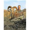 Image 2 : FB-26 Hunter’s Choice Urial, Pakistan