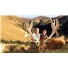 Image 2 : SA-06 Tahr and Red Stag Hunt, New Zealand