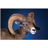 Image 2 : SA-08 Life-Size Wild Sheep Mount