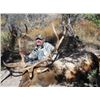 Image 2 : SA-24 Muzzleloader Roosevelt Elk Rut Hunt, Washington