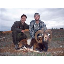 SA-42 Iberian Mouflon Hunt, Spain