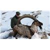 Image 2 : SB-05 Bezoar Ibex Hunt, Turkey