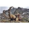 Image 3 : SB-05 Bezoar Ibex Hunt, Turkey