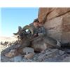 Image 1 : SB-11 Desert Sheep (Nelsoni) Tag, Navajo Nation