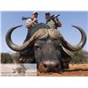 Image 2 : SB-14 Cape Buffalo Hunt, South Africa