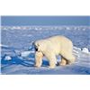 Image 2 : SB-20 Polar Bear Hunt, Nunavut