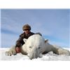 Image 3 : SB-20 Polar Bear Hunt, Nunavut