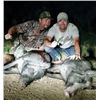 Image 2 : SLA-08 Wild Boar Hunt, Oklahoma