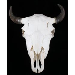 Great American Trophy Montana Buffalo Skull