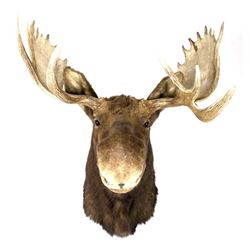 Montana Shiras Moose Shoulder Mount