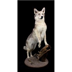 Montana Full Body Coyote Taxidermy Mount