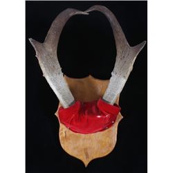 Pronghorn Antelope Horn Wall Mount