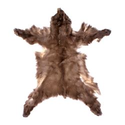 Montana Cinnamon Black Bear Hide