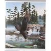 Image 2 : Boundary Waters Eagle Photo