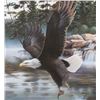 Image 3 : Boundary Waters Eagle Photo
