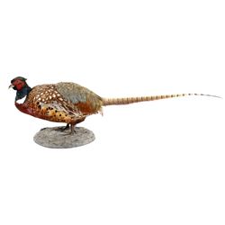 Montana Ring Neck Pheasant Standing Mount
