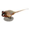 Image 2 : Montana Ring Neck Pheasant Standing Mount