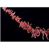 Image 3 : Navajo Red Branch Coral Necklace and Earring Set