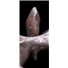 Image 2 : Deer Lodge Recovered Vertebra & Indian Arrow Head