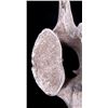 Image 8 : Deer Lodge Recovered Vertebra & Indian Arrow Head