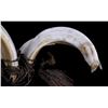 Image 7 : Boar Tusk and Bird Wing Wand War Club