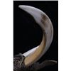Image 8 : Boar Tusk and Bird Wing Wand War Club