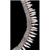 Image 6 : Early Canidae Teeth Necklace