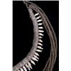 Image 8 : Early Canidae Teeth Necklace
