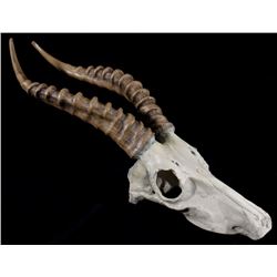 African Springbok Antelope Resin Skull