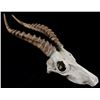 Image 1 : African Springbok Antelope Resin Skull
