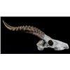 Image 2 : African Springbok Antelope Resin Skull