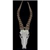 Image 3 : African Springbok Antelope Resin Skull