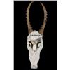 Image 7 : African Springbok Antelope Resin Skull