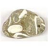 Image 3 : Petrified Wood, Crawstone (Purisima Stone), and Fossil Specimens
