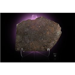 El Tiro Chondrite Meteorite Slice